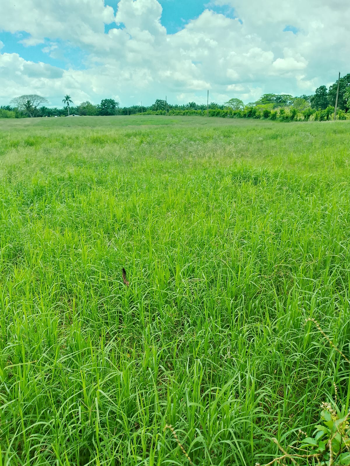 Vendo finca de 1907 tareas ganaderas con 300 cabezas de  ganado inclui Foto 7310540-9.jpg