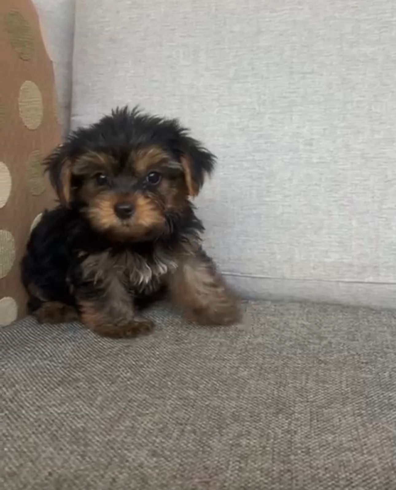OFERTA CACHORRO YORKIE AMBOS SEXO UBICADA EN SANTO DOMINGO Y VACUNA AL Foto 7310549-1.jpg