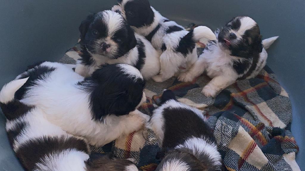 OFERTA CACHORRO SHIH TZU AMBOS SEXO EN SANTO DOMINGO Y VACUNADOS  Foto 7310550-1.jpg