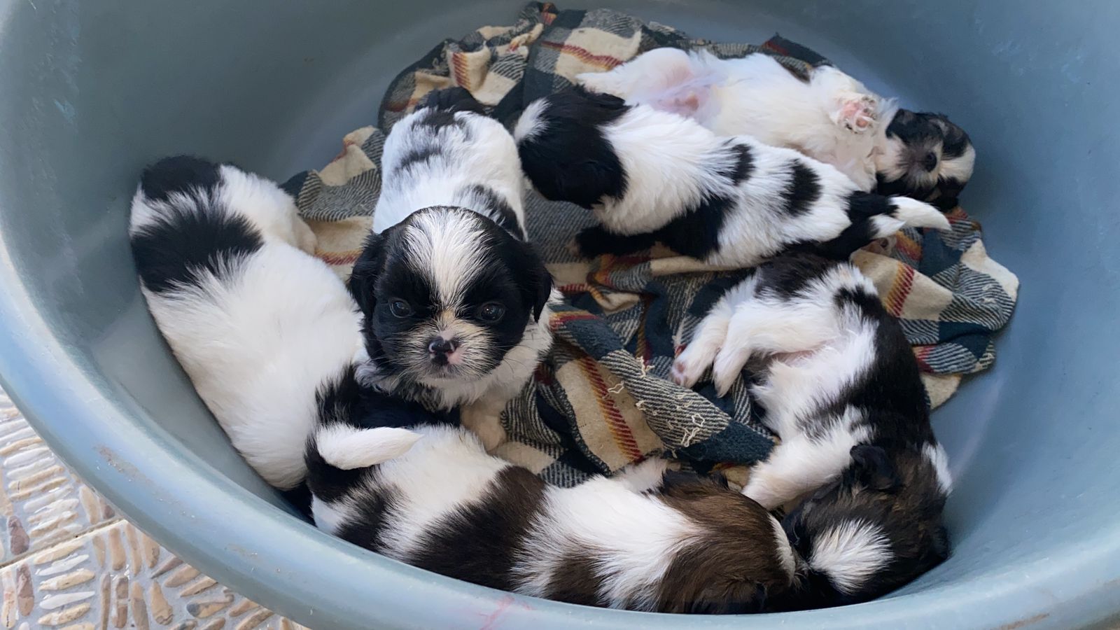 OFERTA CACHORRO SHIH TZU AMBOS SEXO EN SANTO DOMINGO Y VACUNADOS  Foto 7310550-2.jpg