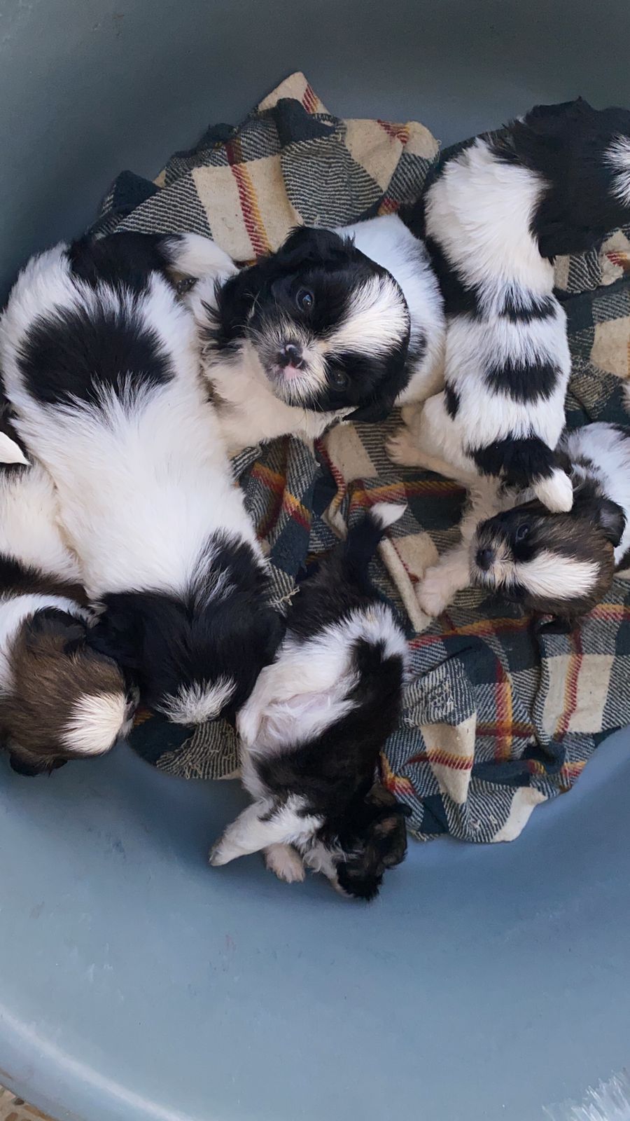 OFERTA CACHORRO SHIH TZU AMBOS SEXO EN SANTO DOMINGO Y VACUNADOS  Foto 7310550-3.jpg
