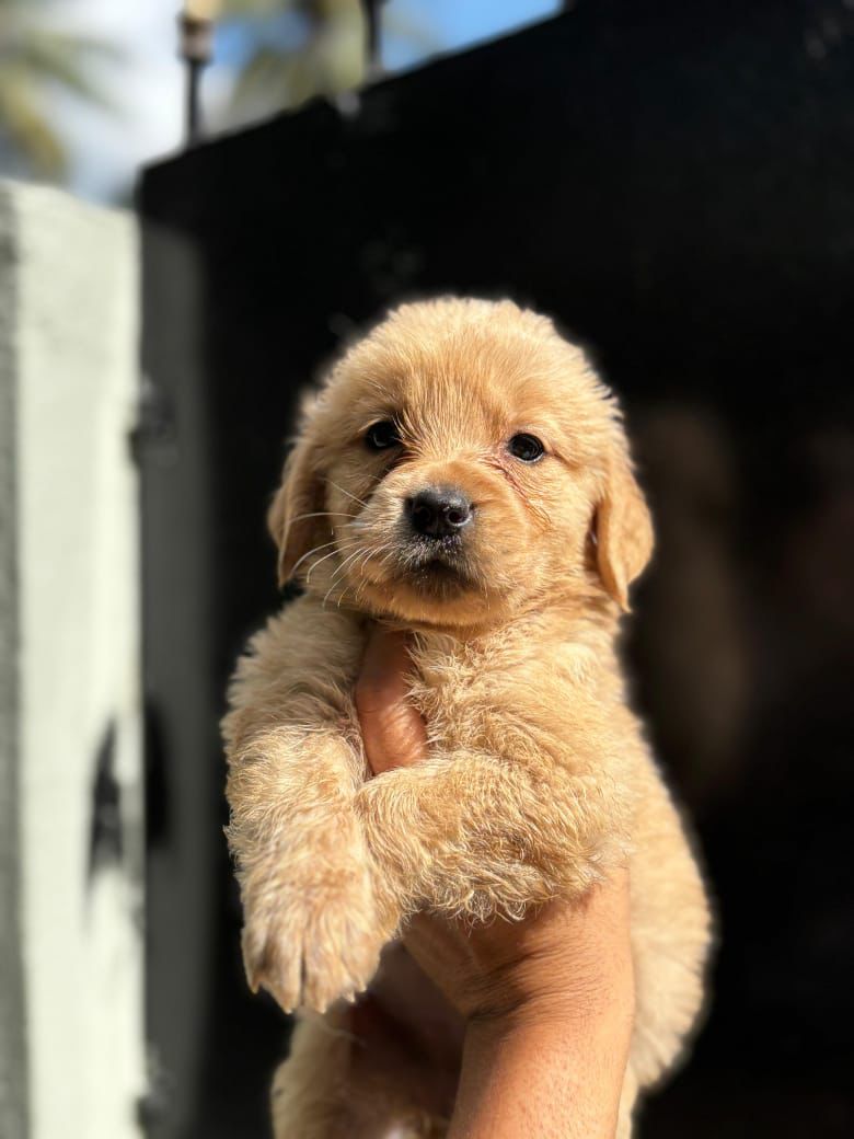OFERTA CACHORRO GOLDEN RETRIEVER AMBOS SEXO EN SANTO DOMINGO VACUNADOS Foto 7310552-1.jpg