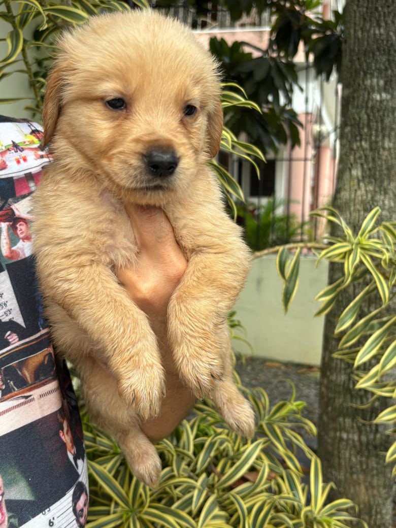 OFERTA CACHORRO GOLDEN RETRIEVER AMBOS SEXO EN SANTO DOMINGO VACUNADOS Foto 7310552-2.jpg