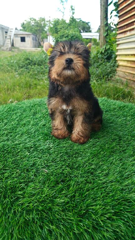 OFERTA CACHORRO YORKIE AMBOS SEXO UBICADA EN SANTO DOMINGO Y VACUNA AL Foto 7310553-1.jpg