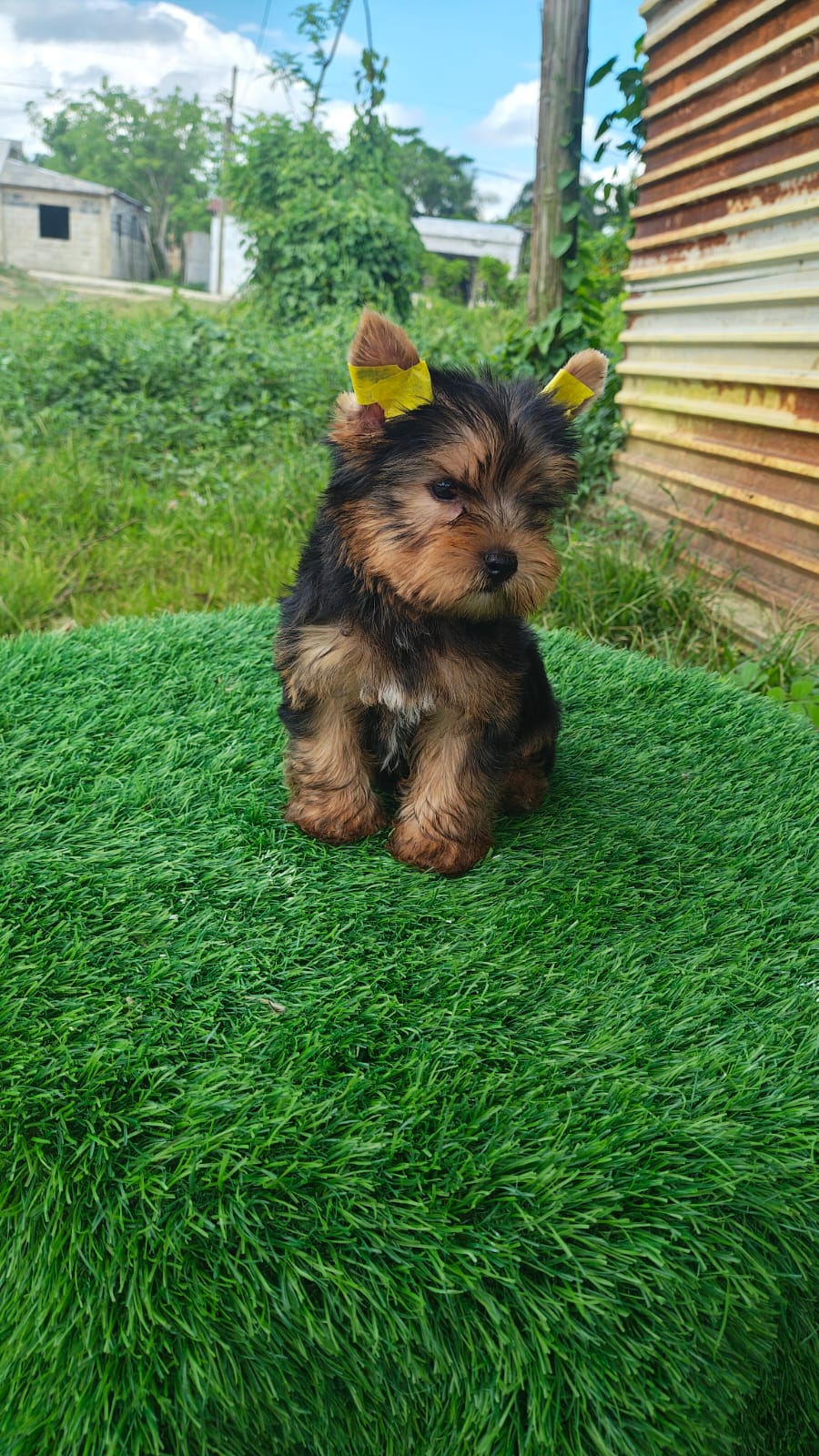 OFERTA CACHORRO YORKIE AMBOS SEXO UBICADA EN SANTO DOMINGO Y VACUNA AL Foto 7310553-2.jpg
