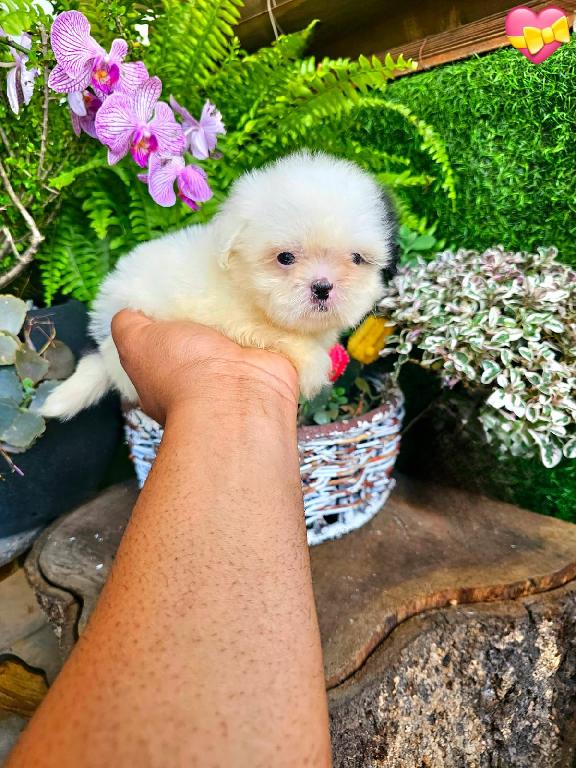 OFERTA CACHORRO SHIH TZU AMBOS SEXO EN SANTO DOMINGO Y VACUNADOS  Foto 7310555-1.jpg