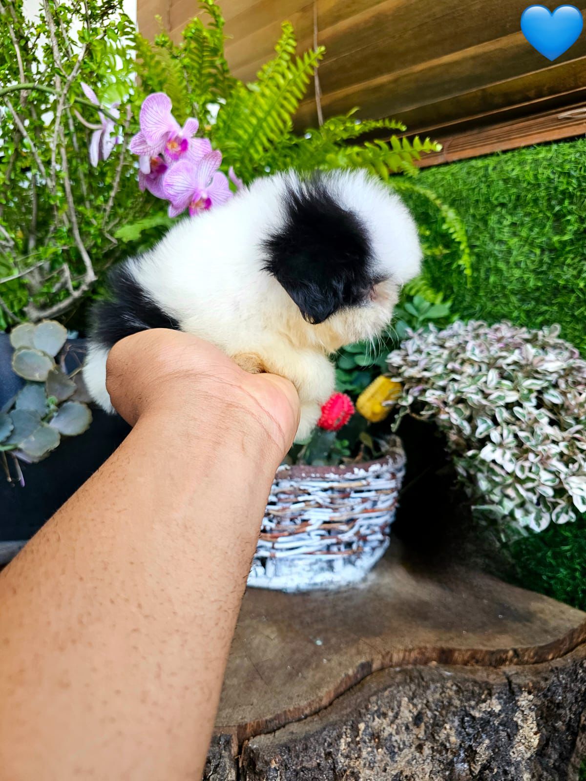 OFERTA CACHORRO SHIH TZU AMBOS SEXO EN SANTO DOMINGO Y VACUNADOS  Foto 7310555-2.jpg