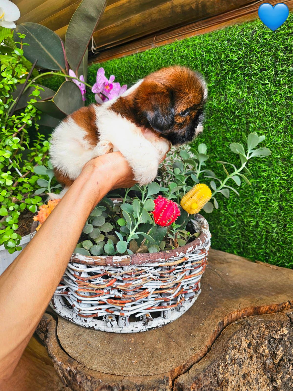 OFERTA CACHORRO SHIH TZU AMBOS SEXO EN SANTO DOMINGO Y VACUNADOS  Foto 7310555-3.jpg