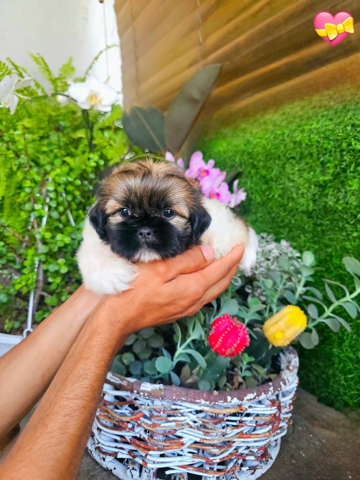 OFERTA CACHORRO SHIH TZU AMBOS SEXO EN SANTO DOMINGO Y VACUNADOS  Foto 7310555-4.jpg