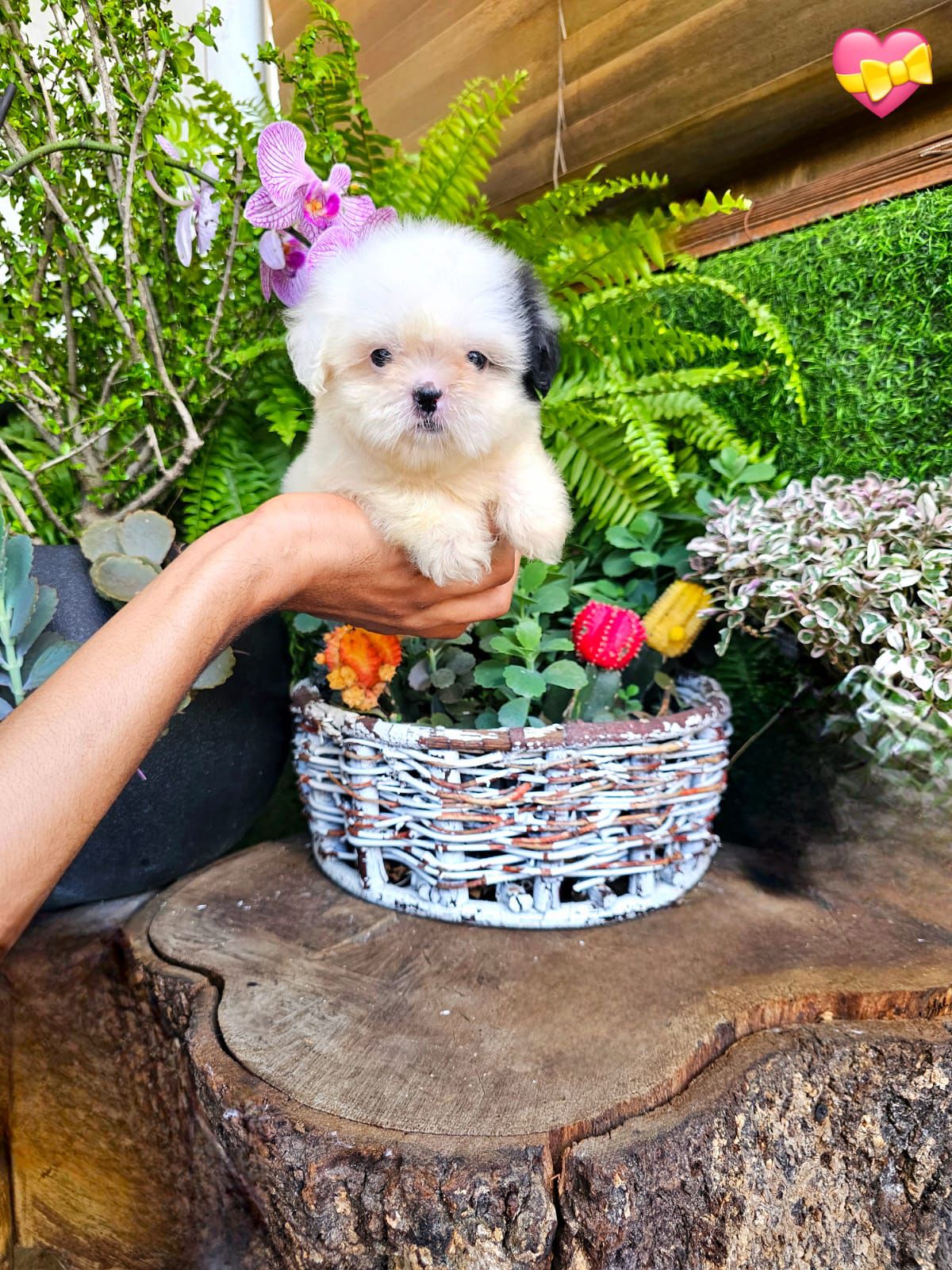 OFERTA CACHORRO SHIH TZU AMBOS SEXO EN SANTO DOMINGO Y VACUNADOS  Foto 7310555-5.jpg