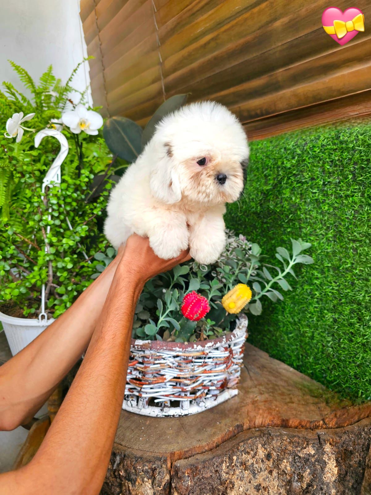 OFERTA CACHORRO SHIH TZU AMBOS SEXO EN SANTO DOMINGO Y VACUNADOS  Foto 7310555-6.jpg