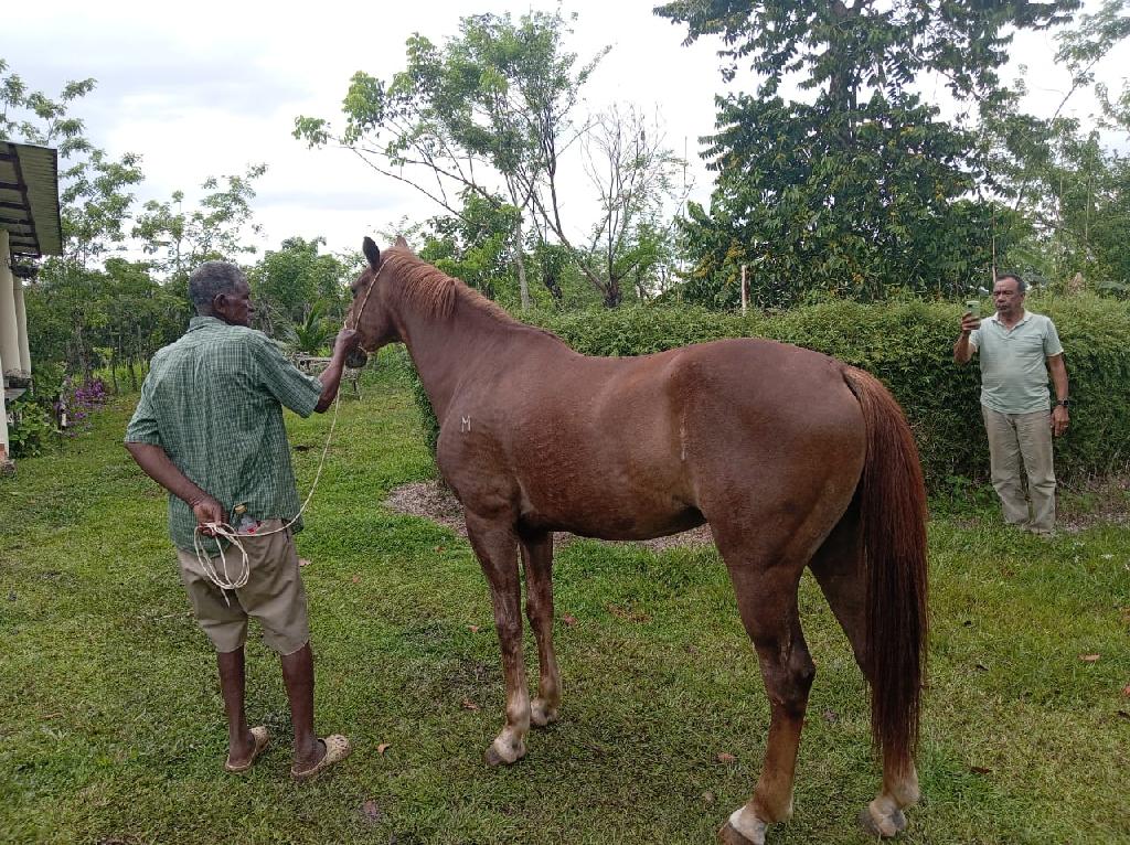 Caballo 1/4 de Milla Castrado apto para Trabajar con Ganado  Foto 7310684-2.jpg