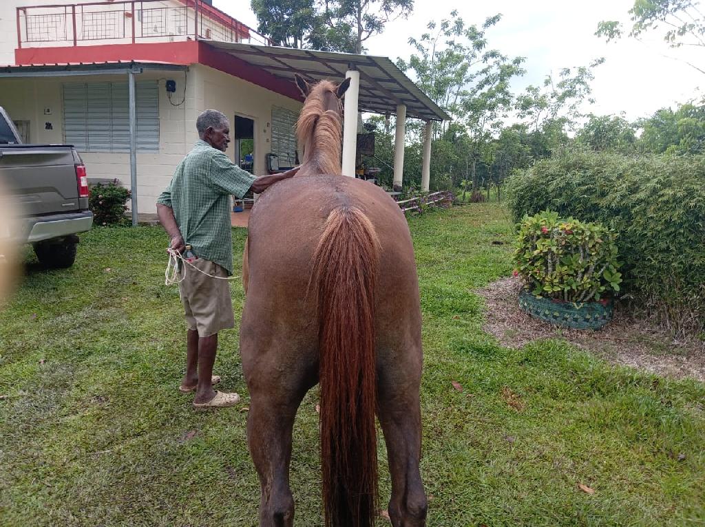 Caballo 1/4 de Milla Castrado apto para Trabajar con Ganado  Foto 7310684-3.jpg