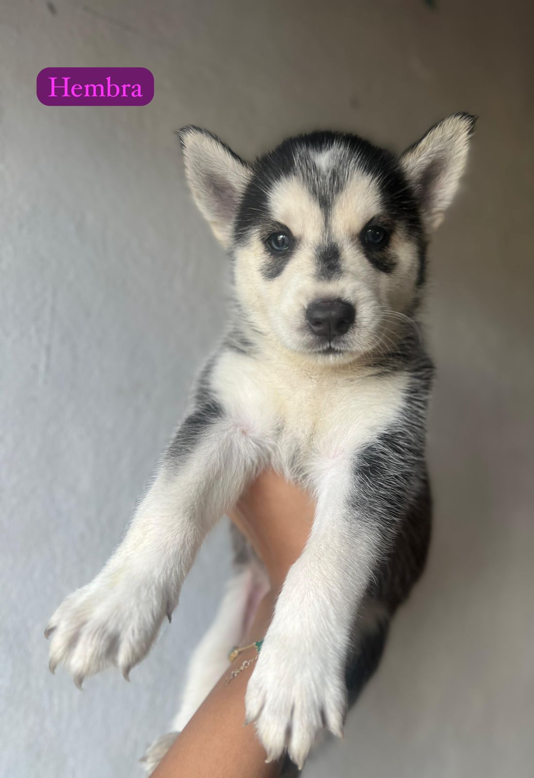 OFERTA CACHORRO HUSKY AMBOS SEXO EN SANTO DOMINGO Y VACUNA AL DIA  Foto 7310843-1.jpg