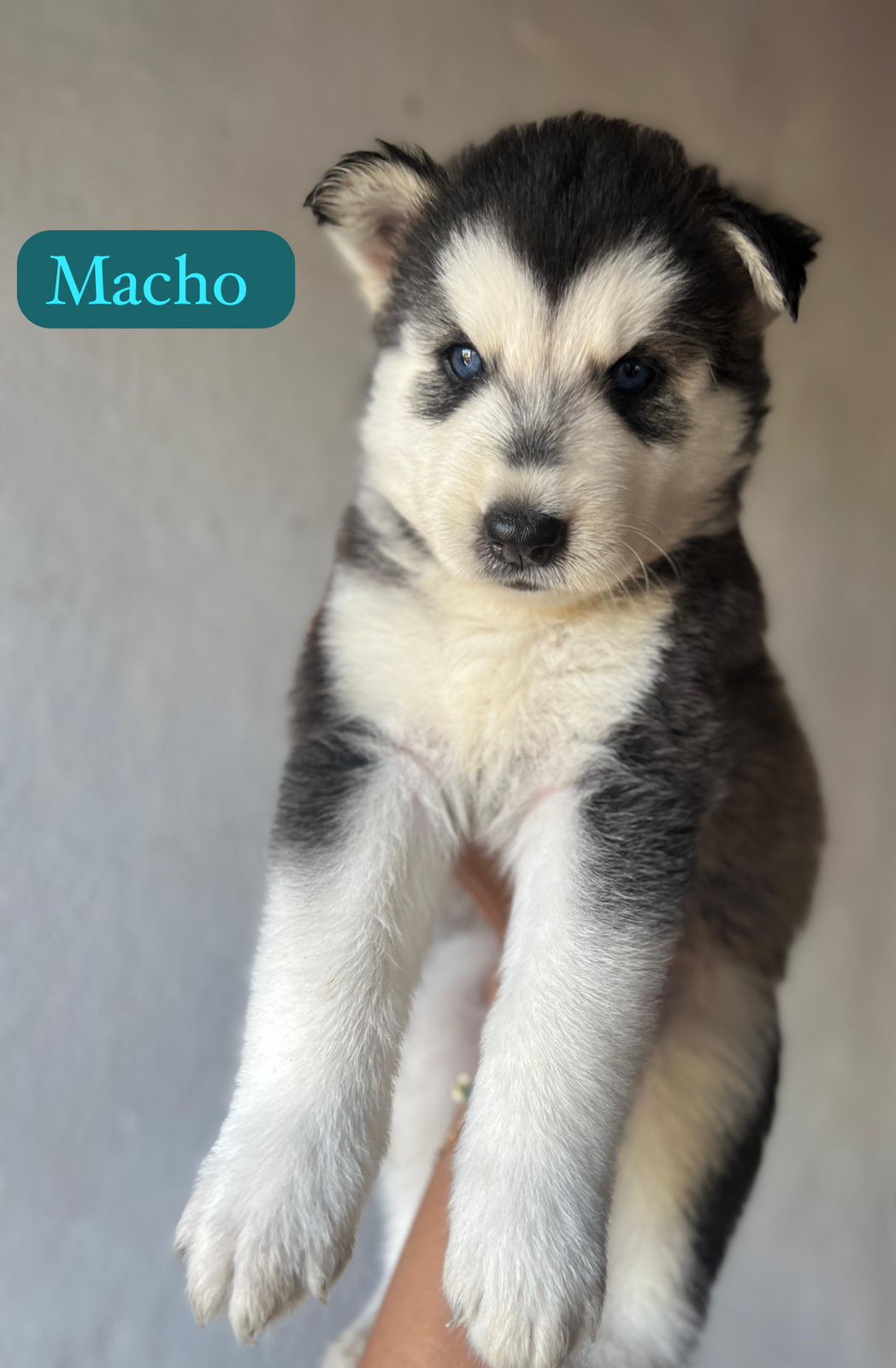OFERTA CACHORRO HUSKY AMBOS SEXO EN SANTO DOMINGO Y VACUNA AL DIA  Foto 7310843-2.jpg