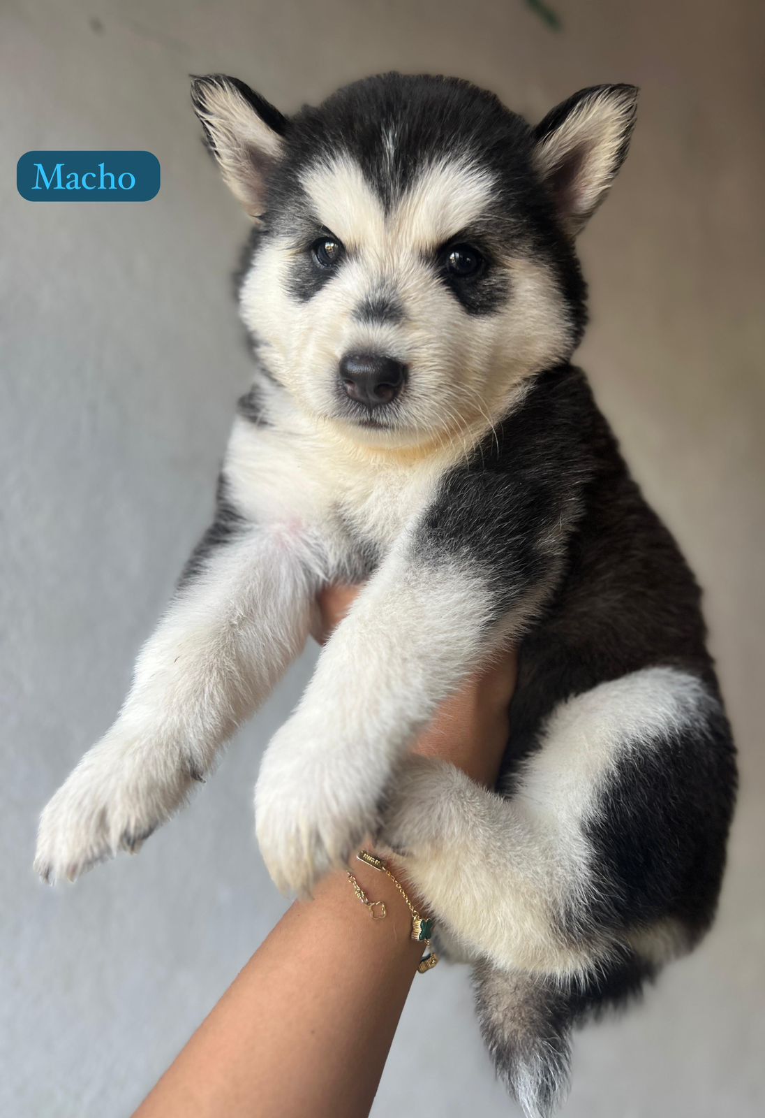 OFERTA CACHORRO HUSKY AMBOS SEXO EN SANTO DOMINGO Y VACUNA AL DIA  Foto 7310843-3.jpg