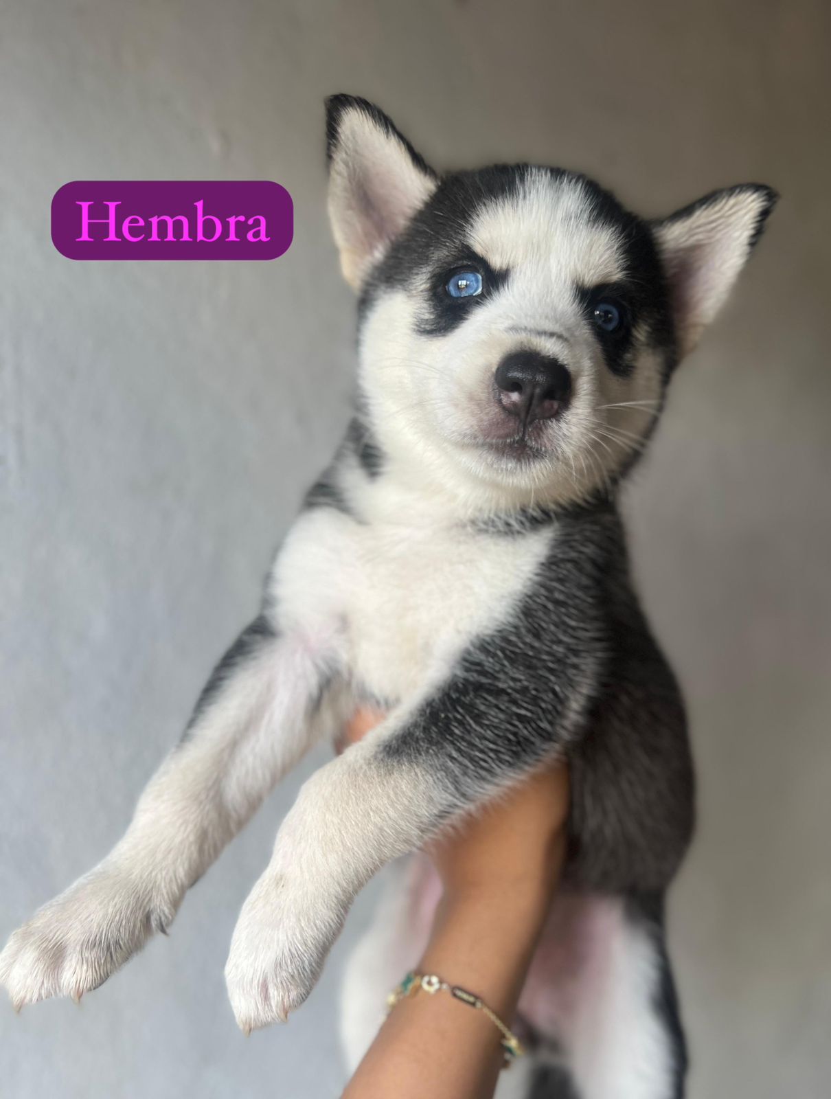 OFERTA CACHORRO HUSKY AMBOS SEXO EN SANTO DOMINGO Y VACUNA AL DIA  Foto 7310843-4.jpg