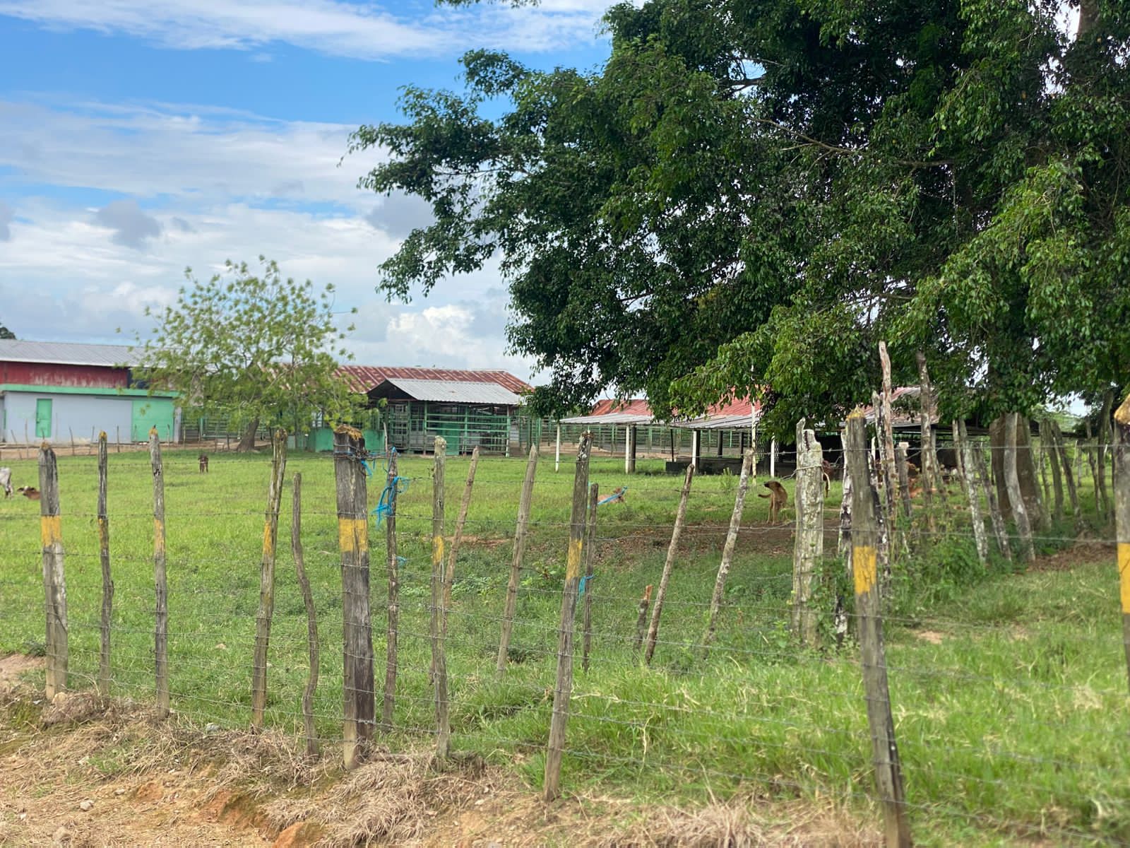 Vendo excelente finca de 3600 tareas totalmente llanas y ganaderas en  Foto 7310927-2.jpg