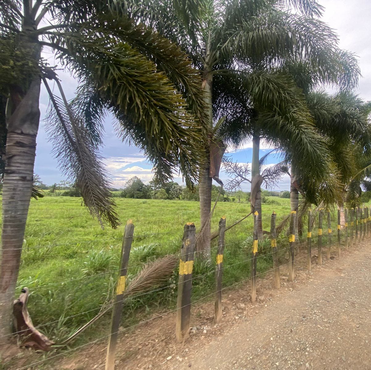 Vendo excelente finca de 3600 tareas totalmente llanas y ganaderas en  Foto 7310927-3.jpg