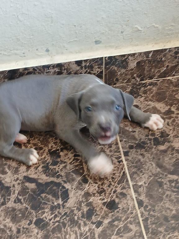 OFERTA CACHORRO PITBULL AMBOS SEXO EN SANTO DOMINGO Y VACUNA AL DIA  Foto 7310956-1.jpg