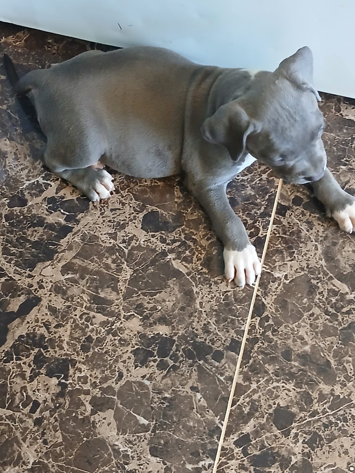 OFERTA CACHORRO PITBULL AMBOS SEXO EN SANTO DOMINGO Y VACUNA AL DIA  Foto 7310956-2.jpg