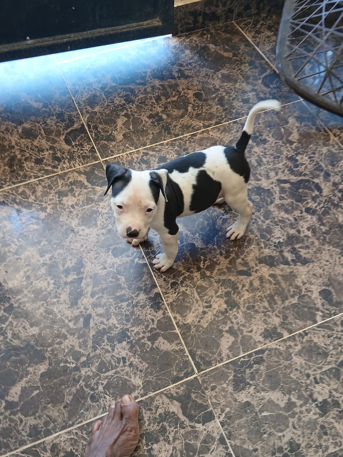 OFERTA CACHORRO PITBULL AMBOS SEXO EN SANTO DOMINGO Y VACUNA AL DIA  Foto 7310956-3.jpg
