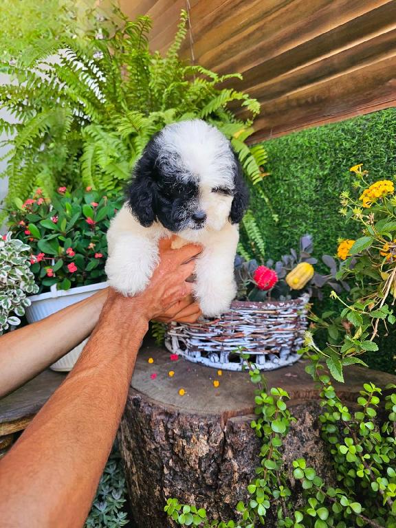 OFERTA CACHORRO SHIPOO AMBOS SEXO EN SANTO DOMINGO Y VACUNA AL DIA  Foto 7310957-1.jpg