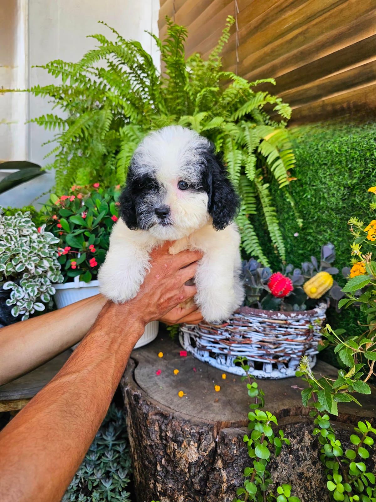 OFERTA CACHORRO SHIPOO AMBOS SEXO EN SANTO DOMINGO Y VACUNA AL DIA  Foto 7310957-2.jpg