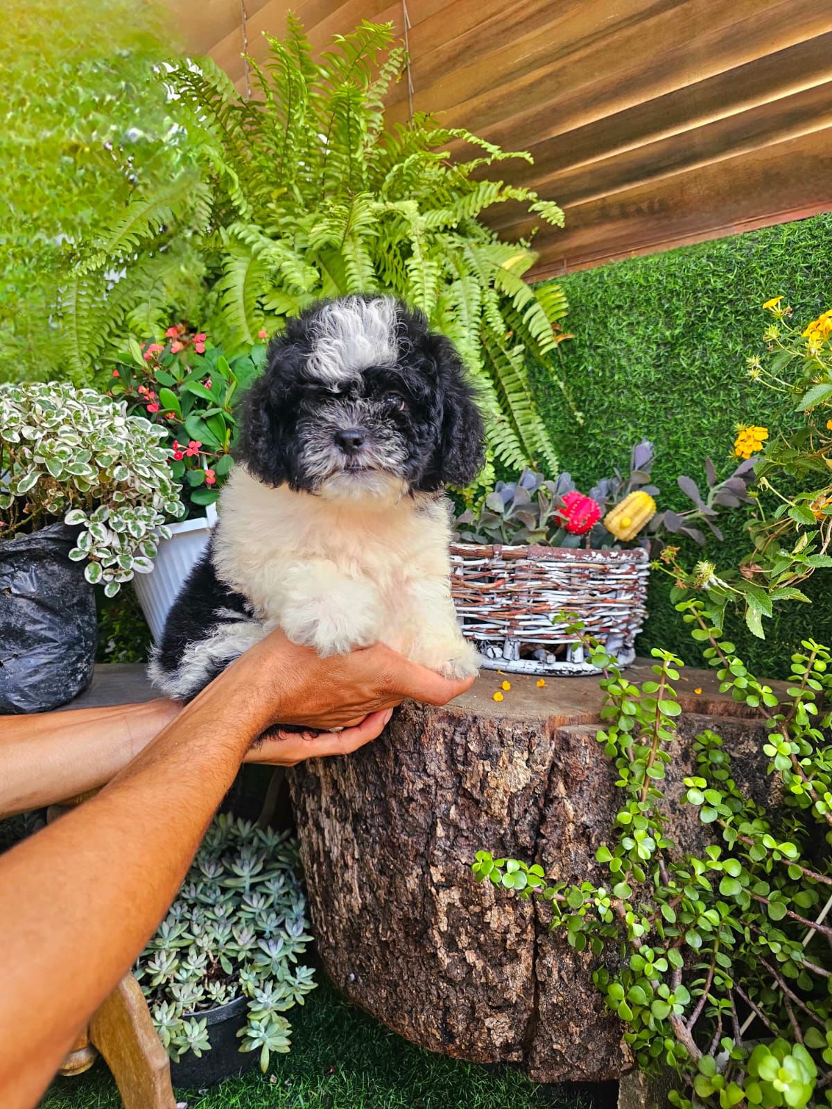 OFERTA CACHORRO SHIPOO AMBOS SEXO EN SANTO DOMINGO Y VACUNA AL DIA  Foto 7310957-3.jpg