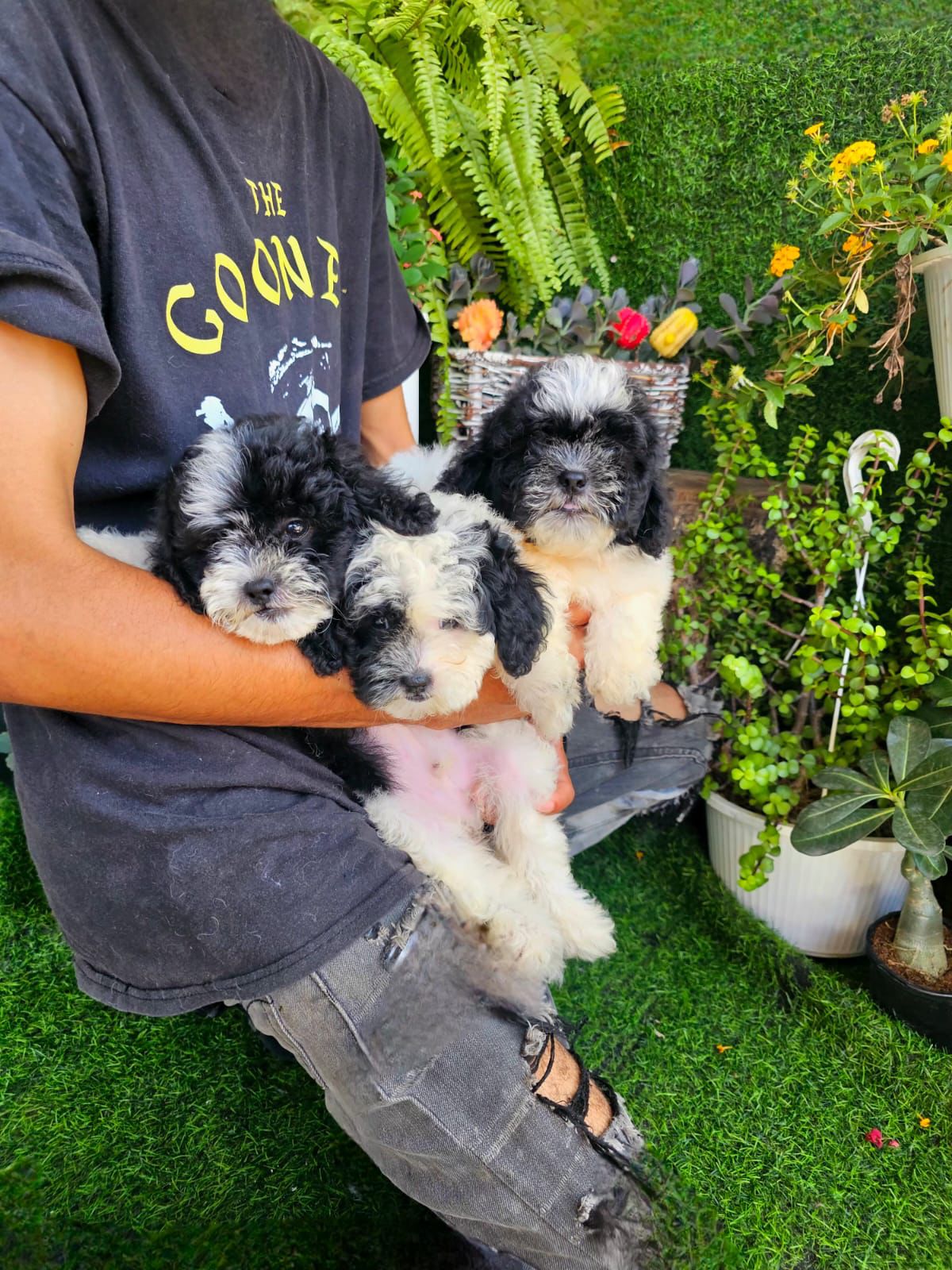 OFERTA CACHORRO SHIPOO AMBOS SEXO EN SANTO DOMINGO Y VACUNA AL DIA  Foto 7310957-4.jpg