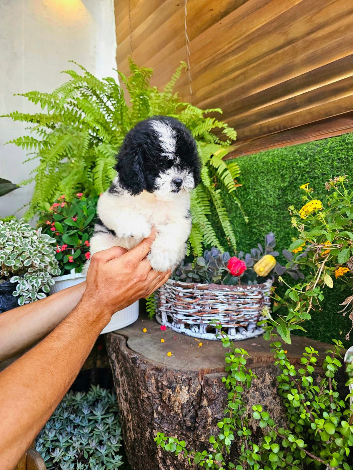 OFERTA CACHORRO SHIPOO AMBOS SEXO EN SANTO DOMINGO Y VACUNA AL DIA  Foto 7310957-5.jpg