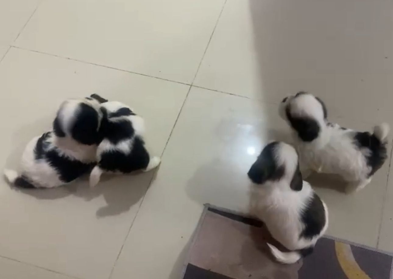 OFERTA CACHORRO SHIH TZU MACHO EN SANTO DOMINGO Y VACUNADOS  Foto 7310958-1.jpg