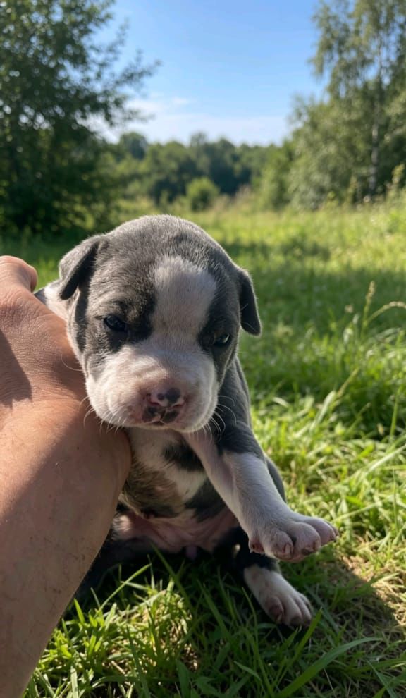OFERTA CACHORRO PITBULL HEMBRA EN SANTO DOMINGO Y VACUNA AL DIA  Foto 7310959-1.jpg