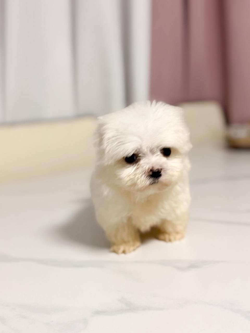 OFERTA CACHORRO MALTES HEMBRA CON PEDIGRI EN SANTO DOMINGO Y VACUNADOS Foto 7310960-1.jpg