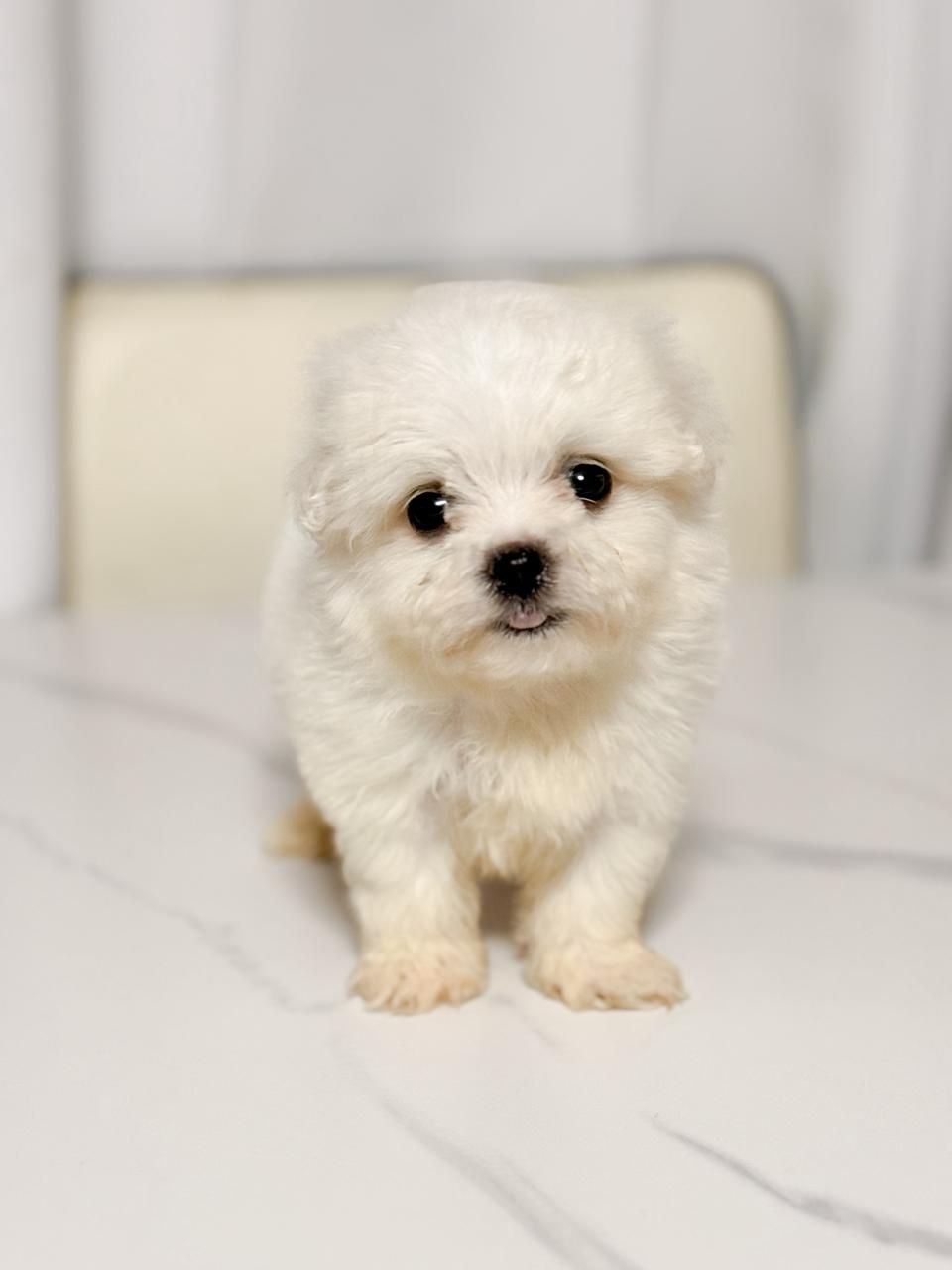 OFERTA CACHORRO MALTES HEMBRA CON PEDIGRI EN SANTO DOMINGO Y VACUNADOS Foto 7310960-2.jpg
