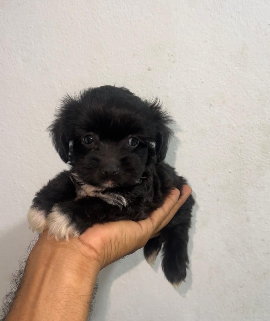 OFERTA CACHORRO SHIPOO HEMBRA EN SANTO DOMINGO Y VACUNA AL DIA  Foto 7310961-1.jpg