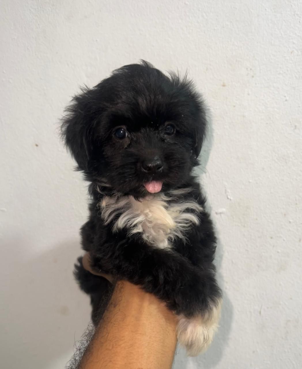 OFERTA CACHORRO SHIPOO HEMBRA EN SANTO DOMINGO Y VACUNA AL DIA  Foto 7310961-2.jpg