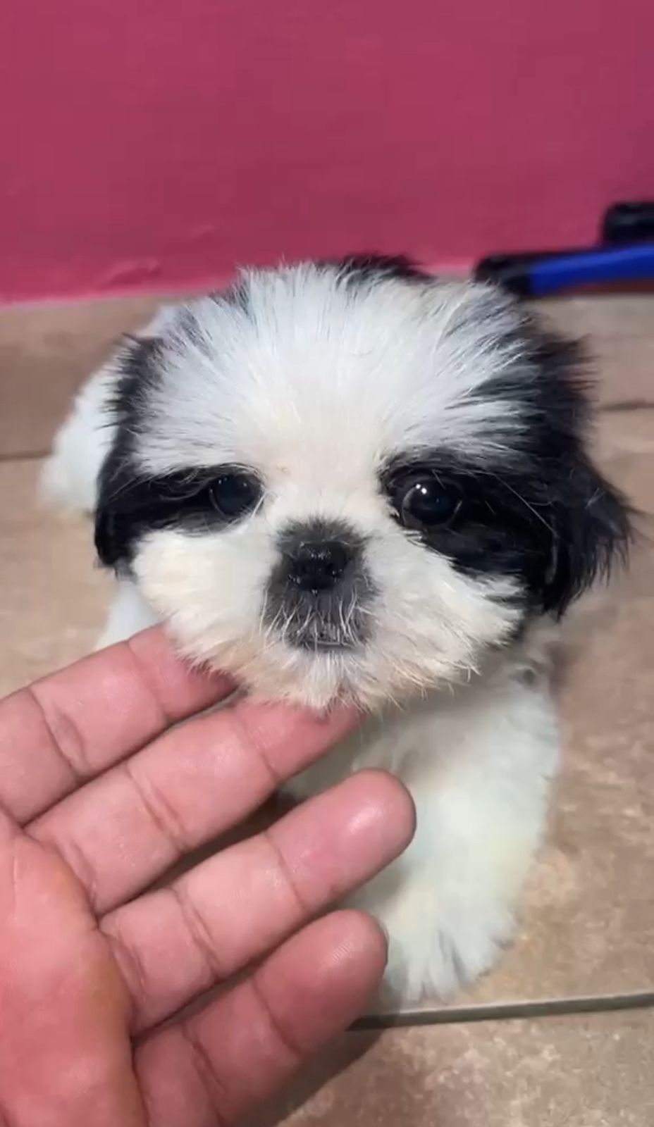 OFERTA CACHORRO SHIH TZU AMBOS SEXO EN SANTO DOMINGO Y VACUNADOS  Foto 7310962-1.jpg
