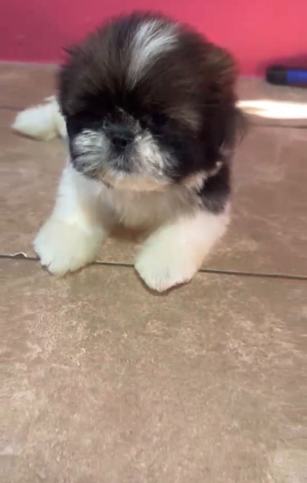 OFERTA CACHORRO SHIH TZU AMBOS SEXO EN SANTO DOMINGO Y VACUNADOS  Foto 7310962-2.jpg