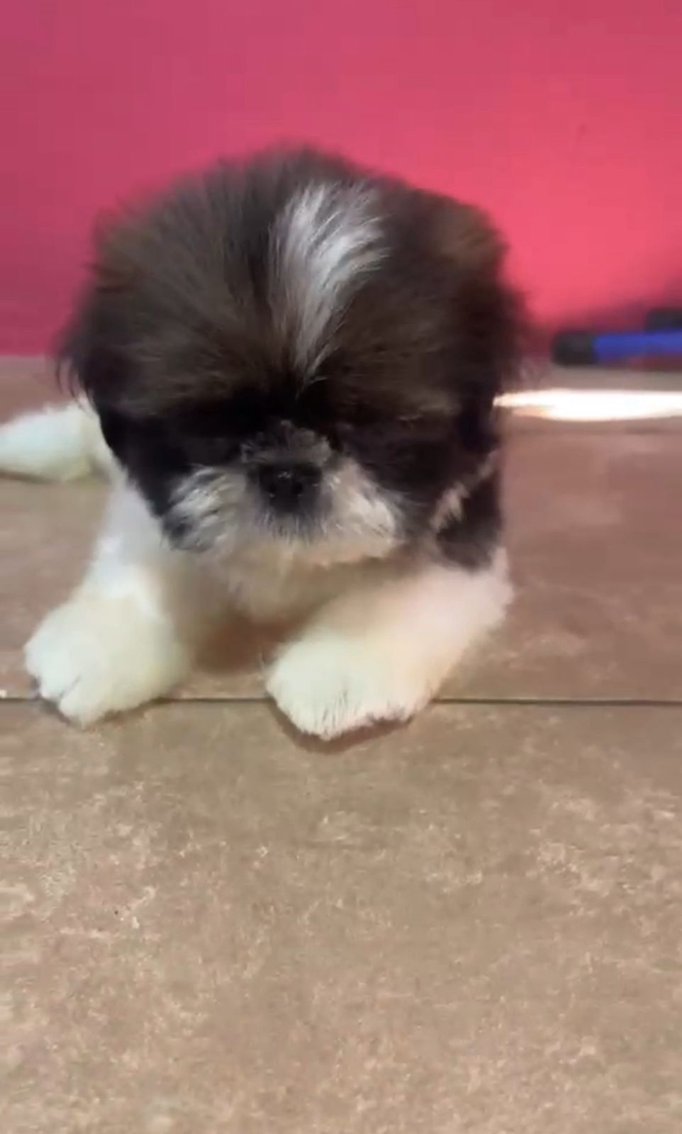 OFERTA CACHORRO SHIH TZU AMBOS SEXO EN SANTO DOMINGO Y VACUNADOS  Foto 7310962-3.jpg