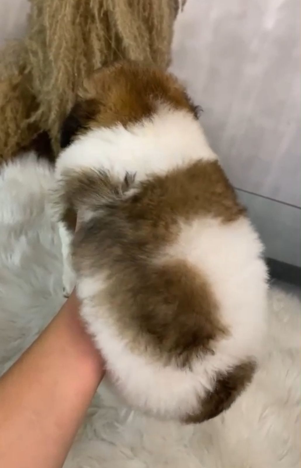 OFERTA CACHORRO SHIPOO HEMBRA EN SANTO DOMINGO Y VACUNA AL DIA  Foto 7310963-1.jpg