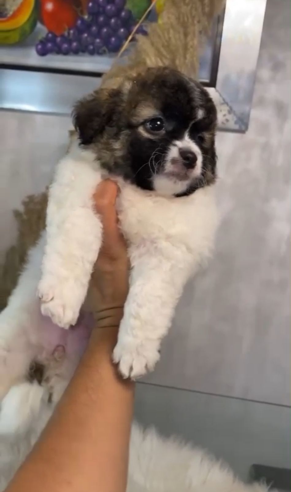 OFERTA CACHORRO SHIPOO HEMBRA EN SANTO DOMINGO Y VACUNA AL DIA  Foto 7310963-2.jpg