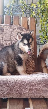 Husky siberiano hembra  Foto 7311039-1.jpg