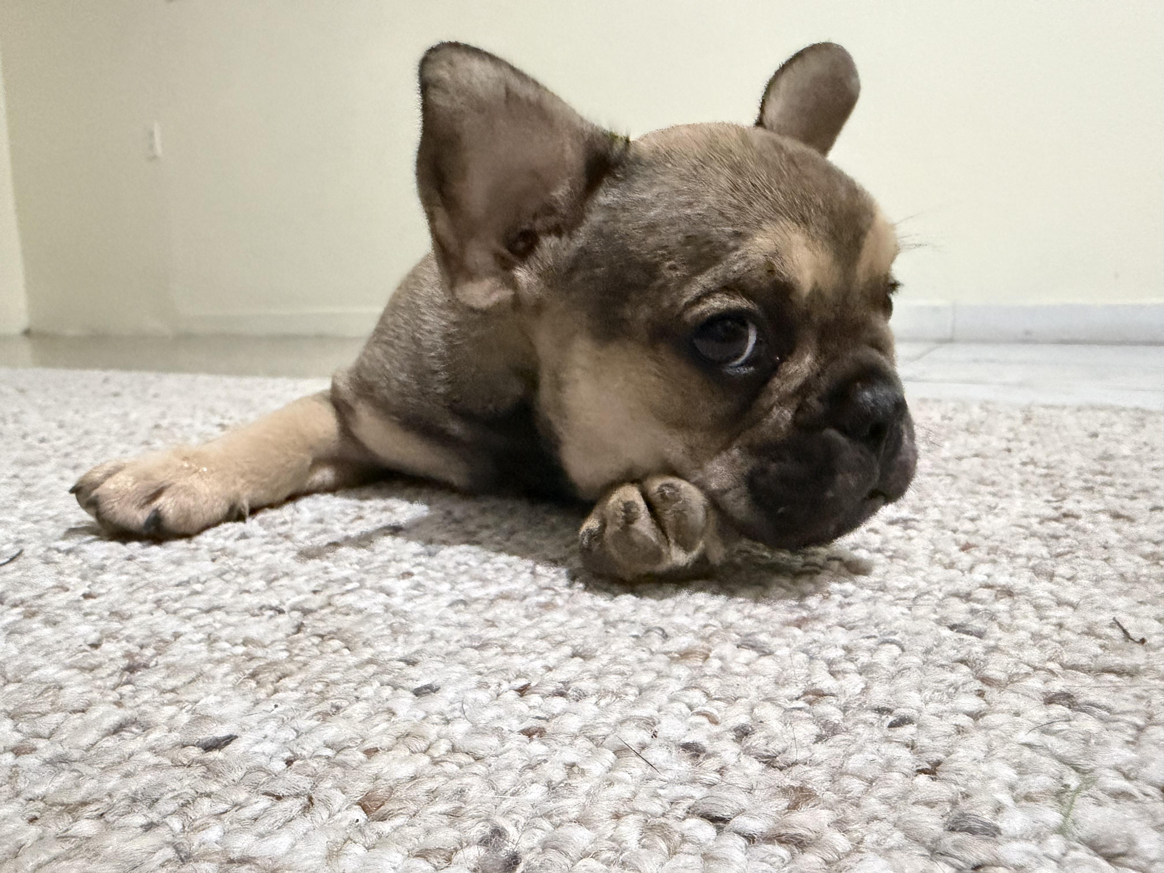  BULLDOG FRANCÉS EN VENTA Foto 7311097-3.jpg