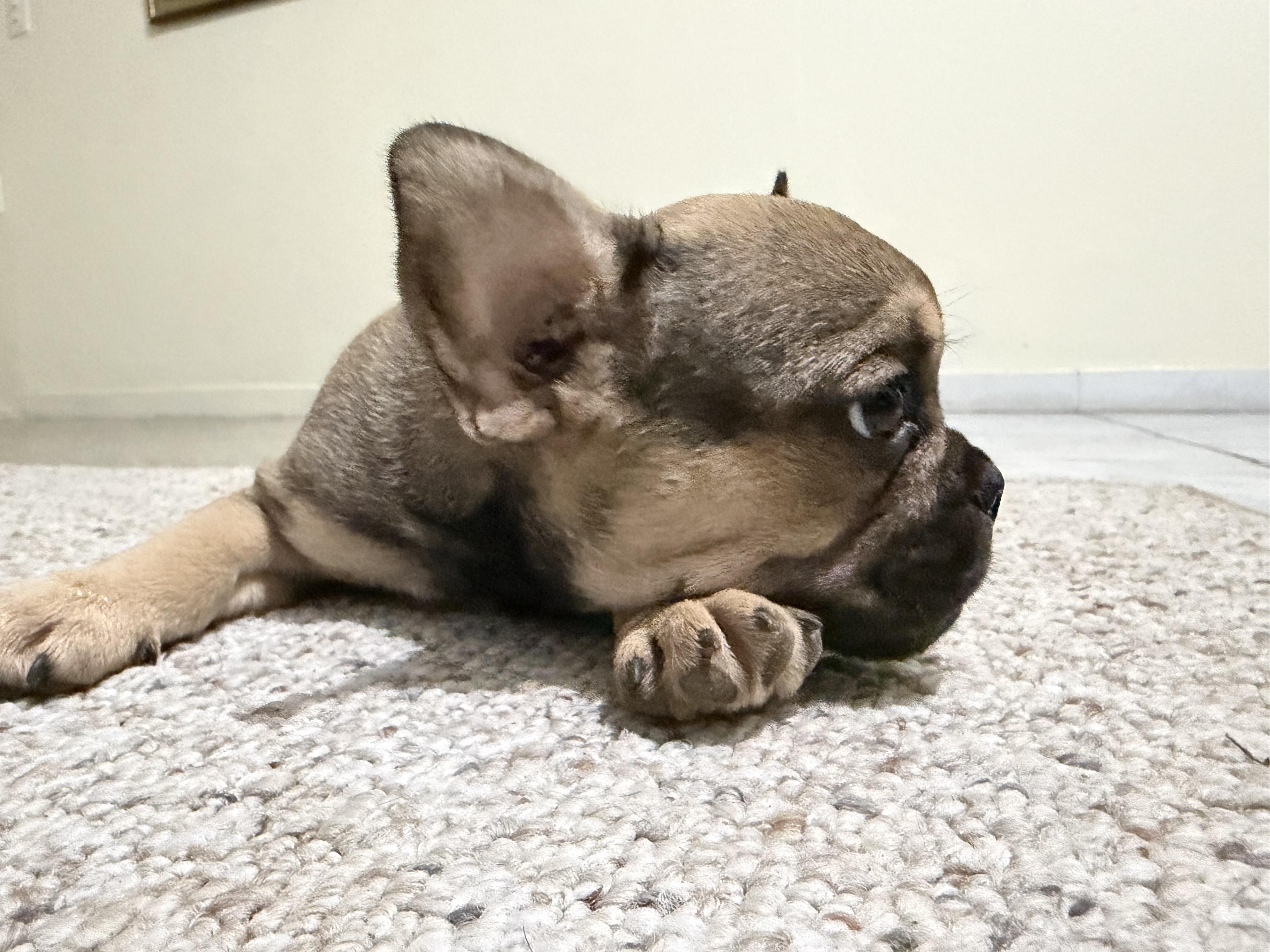  BULLDOG FRANCÉS EN VENTA Foto 7311097-4.jpg