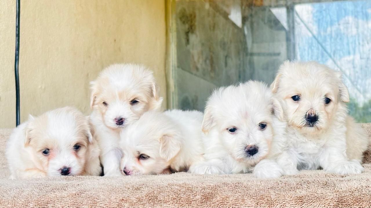 OFERTA CACHORRO MALTES AMBOS SEXO EN SANTO DOMINGO Y VACUNADOS  Foto 7311224-1.jpg