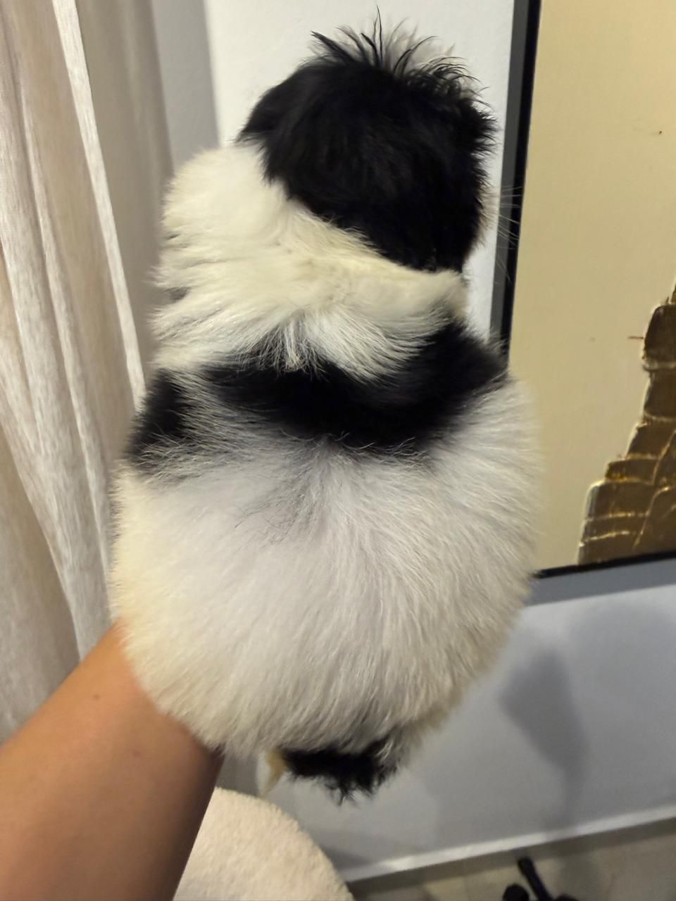 OFERTA CACHORRO SHIH TZU MACHO EN SANTO DOMINGO Y VACUNADOS  Foto 7311225-1.jpg