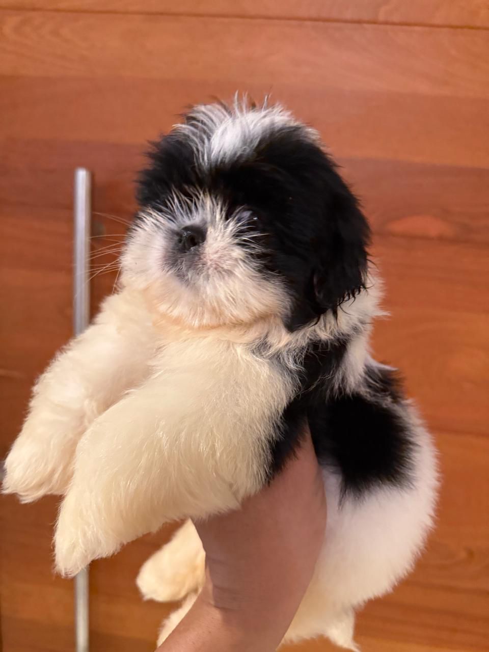 OFERTA CACHORRO SHIH TZU MACHO EN SANTO DOMINGO Y VACUNADOS  Foto 7311225-2.jpg