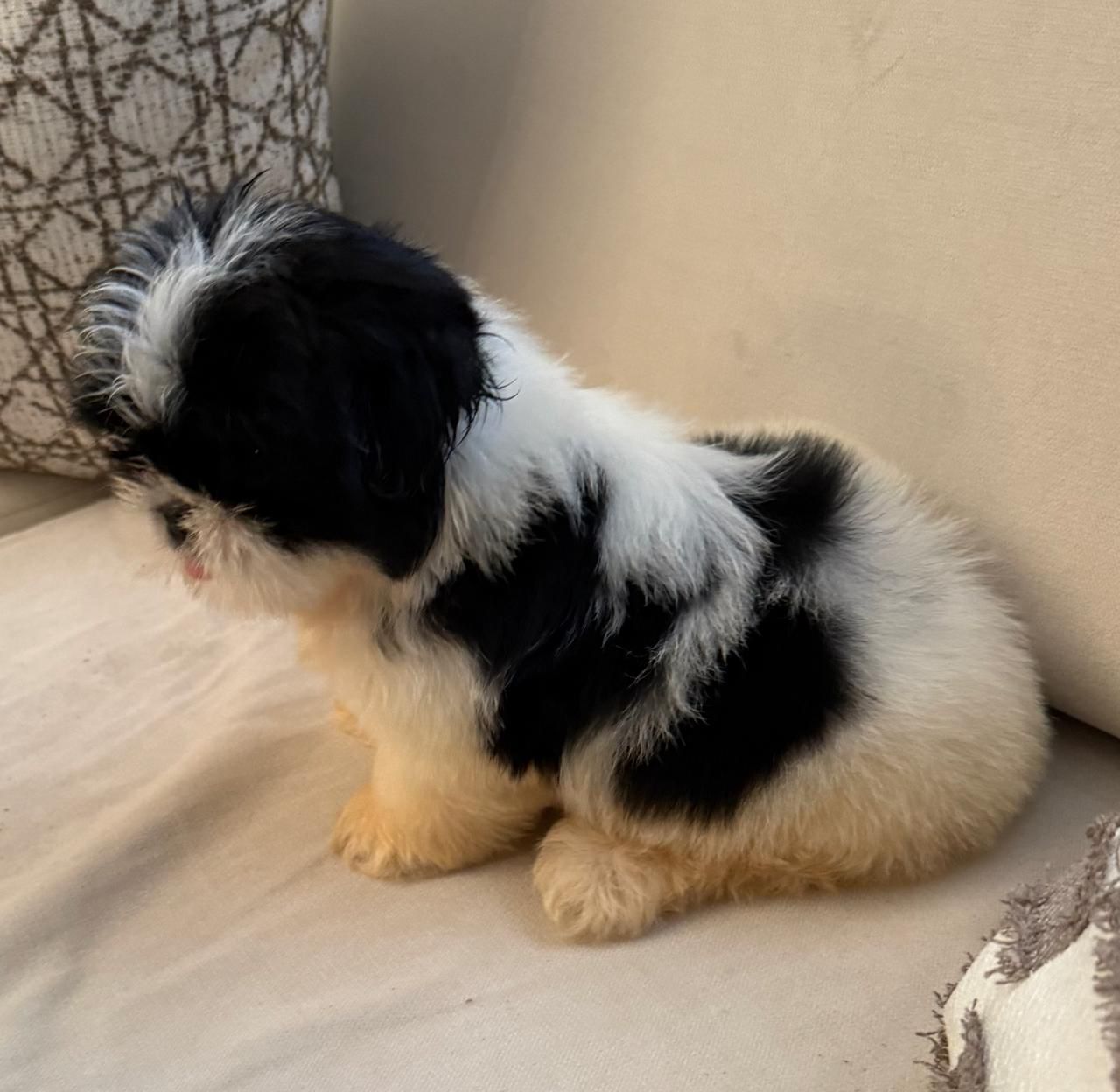 OFERTA CACHORRO SHIH TZU MACHO EN SANTO DOMINGO Y VACUNADOS  Foto 7311225-3.jpg