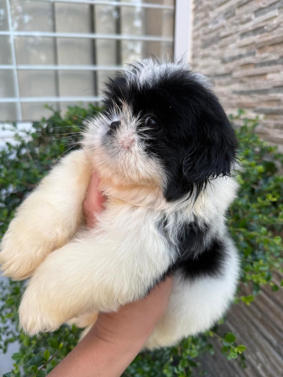 OFERTA CACHORRO SHIH TZU MACHO EN SANTO DOMINGO Y VACUNADOS  Foto 7311225-4.jpg